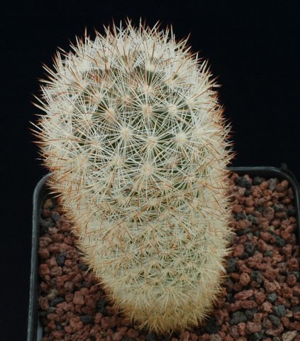 Escobaria_orcutti_v_macraxima